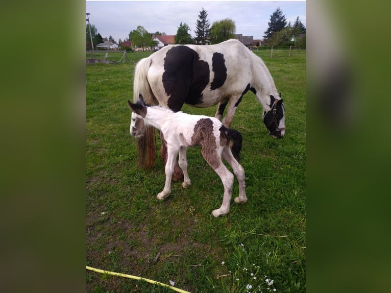 Cob Irlandese / Tinker / Gypsy Vanner Giumenta 13 Anni 158 cm  in Elbe-Parey