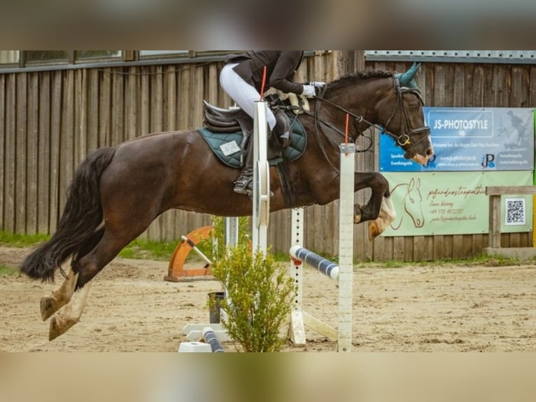 Cob Irlandese / Tinker / Gypsy Vanner Giumenta 13 Anni Morello in Königswinter