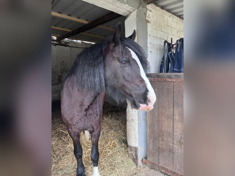 Cob Irlandese / Tinker / Gypsy Vanner Giumenta 13 Anni Morello in Königswinter