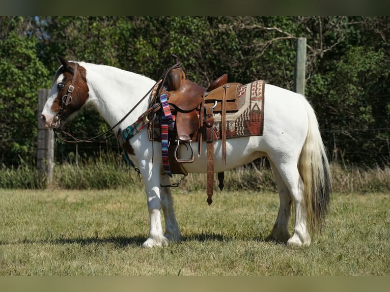Cob Irlandese / Tinker / Gypsy Vanner Mix Giumenta 13 Anni Pezzato in Brandon