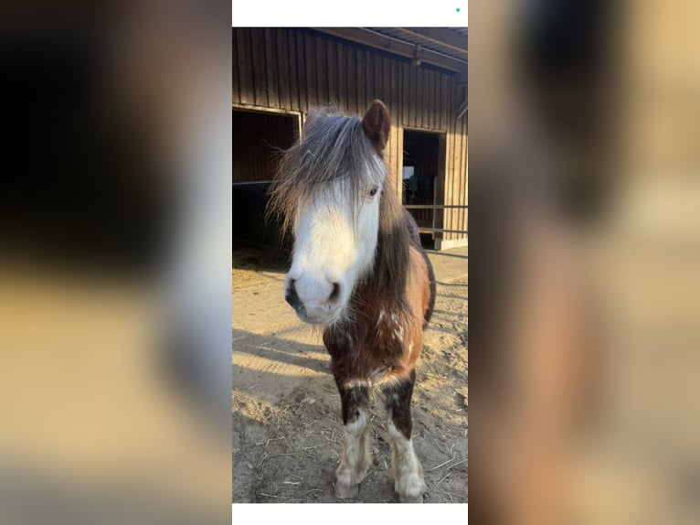 Cob Irlandese / Tinker / Gypsy Vanner Giumenta 14 Anni 125 cm  in Bockhorn