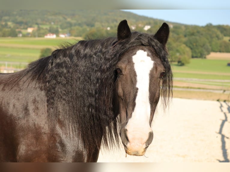 Cob Irlandese / Tinker / Gypsy Vanner Giumenta 14 Anni 140 cm Morello in Furth im Wald