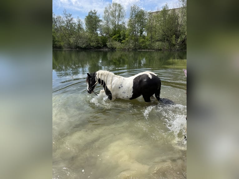 Cob Irlandese / Tinker / Gypsy Vanner Giumenta 14 Anni 142 cm Pezzato in M&#xFC;hlingen