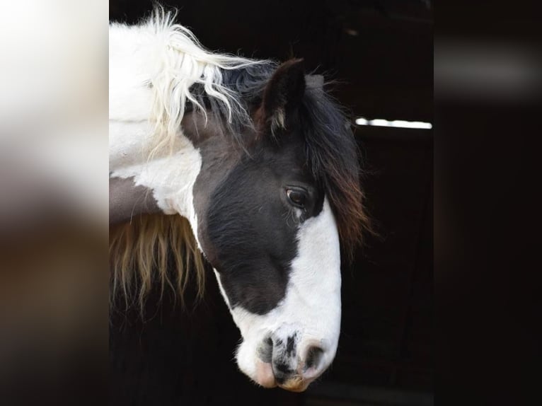 Cob Irlandese / Tinker / Gypsy Vanner Giumenta 14 Anni 142 cm Pezzato in M&#xFC;hlingen