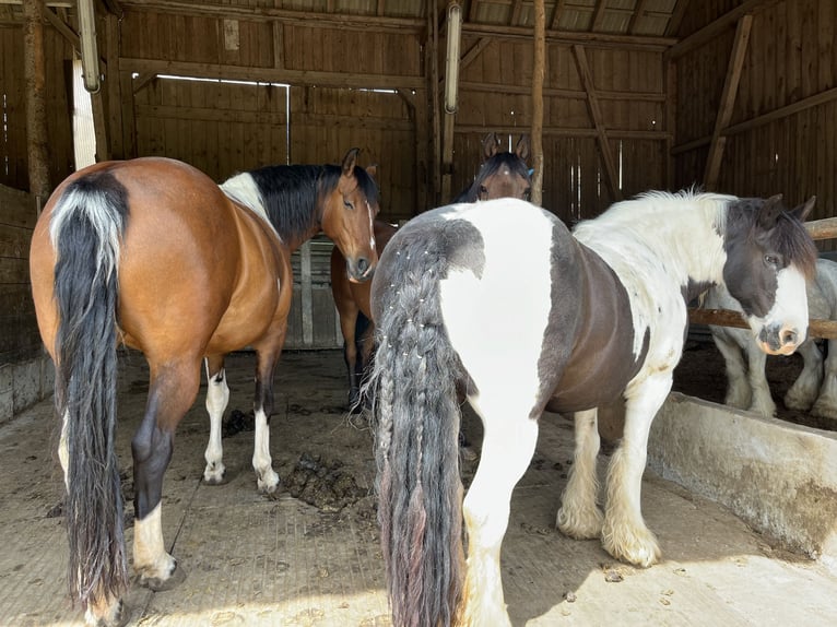 Cob Irlandese / Tinker / Gypsy Vanner Giumenta 14 Anni 142 cm Pezzato in M&#xFC;hlingen