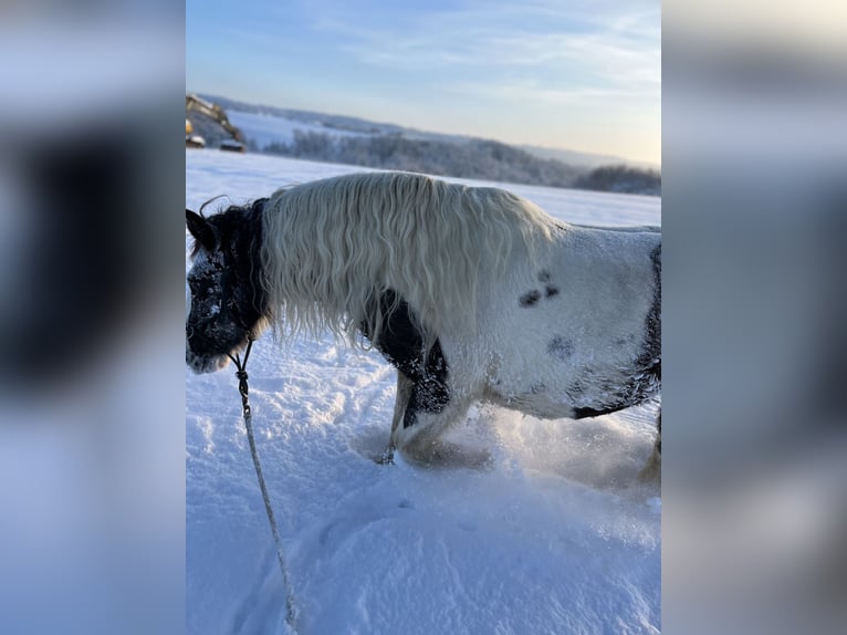 Cob Irlandese / Tinker / Gypsy Vanner Giumenta 14 Anni 142 cm Pezzato in M&#xFC;hlingen