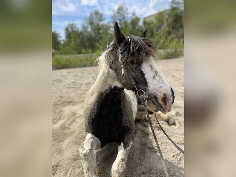 Cob Irlandese / Tinker / Gypsy Vanner Giumenta 14 Anni 142 cm Pezzato in M&#xFC;hlingen