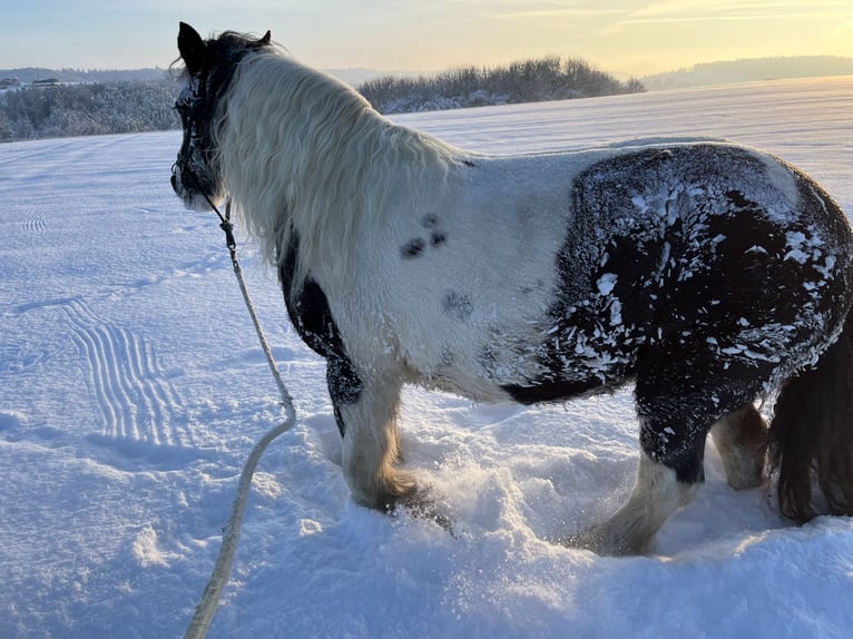Cob Irlandese / Tinker / Gypsy Vanner Giumenta 14 Anni 142 cm Pezzato in M&#xFC;hlingen