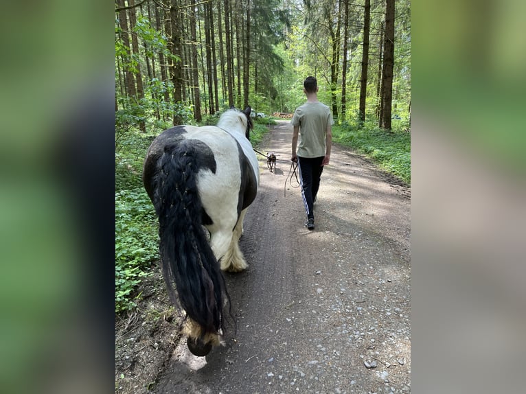 Cob Irlandese / Tinker / Gypsy Vanner Giumenta 14 Anni 142 cm Pezzato in M&#xFC;hlingen