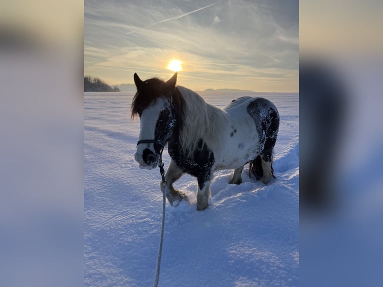 Cob Irlandese / Tinker / Gypsy Vanner Giumenta 14 Anni 142 cm Pezzato in M&#xFC;hlingen