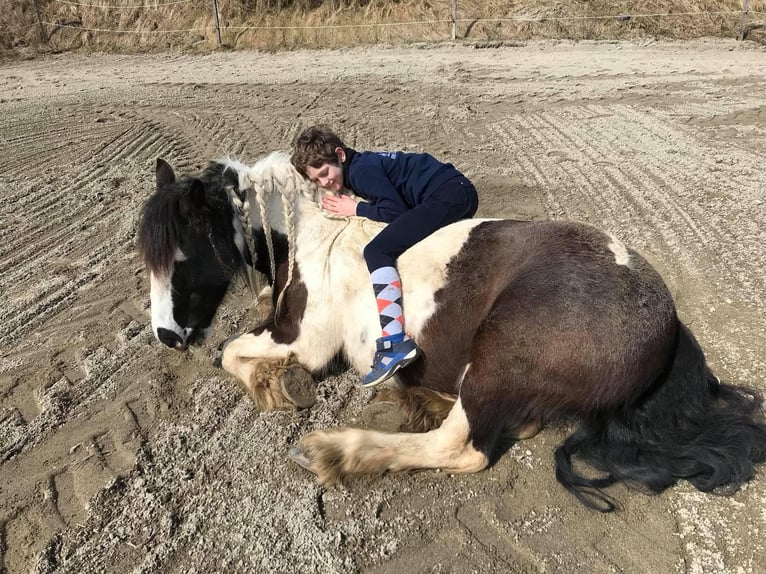 Cob Irlandese / Tinker / Gypsy Vanner Giumenta 14 Anni 142 cm Pezzato in M&#xFC;hlingen