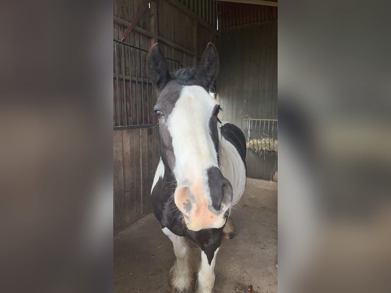 Cob Irlandese / Tinker / Gypsy Vanner Giumenta 14 Anni 142 cm Pezzato in M&#xFC;hlingen