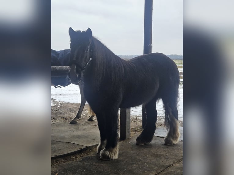 Cob Irlandese / Tinker / Gypsy Vanner Giumenta 14 Anni 145 cm Morello in Büchten