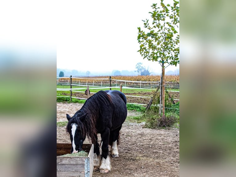 Cob Irlandese / Tinker / Gypsy Vanner Giumenta 14 Anni 145 cm Morello in Lörrach