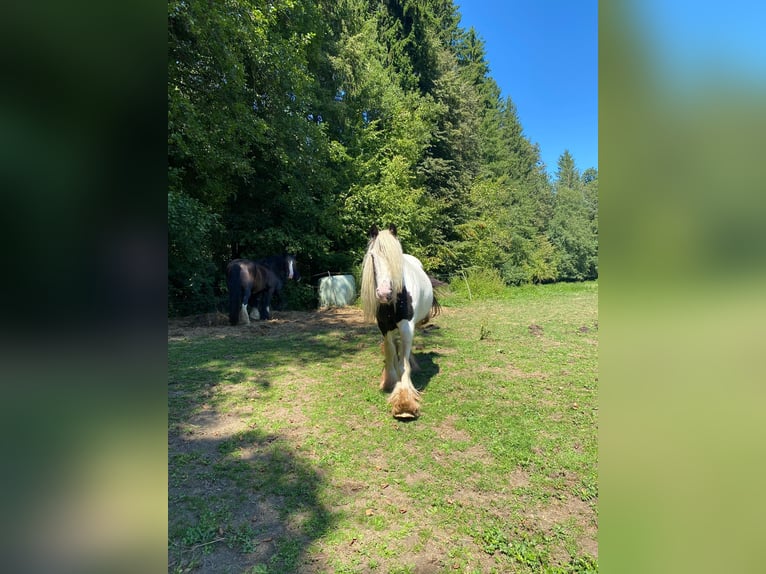 Cob Irlandese / Tinker / Gypsy Vanner Giumenta 14 Anni 145 cm Pezzato in Greisdorf
