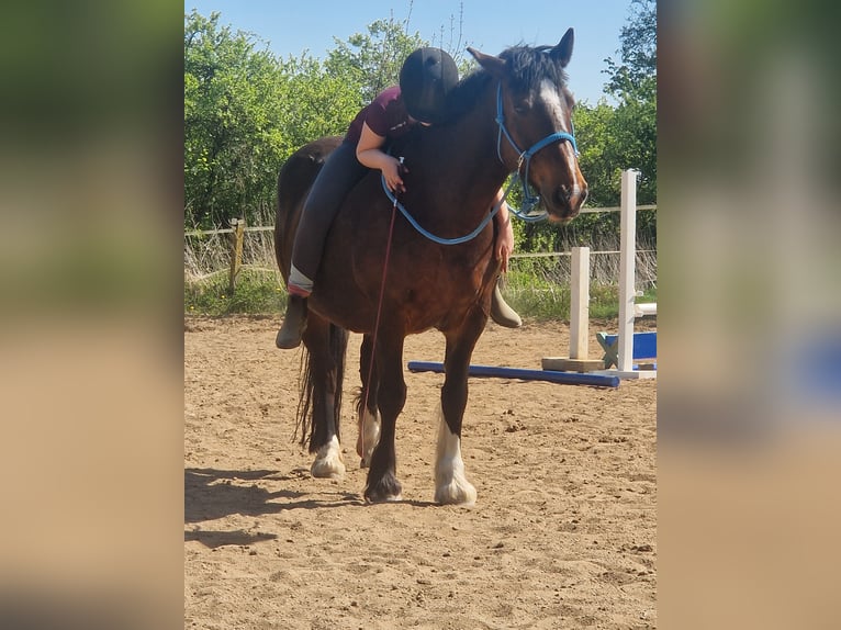 Cob Irlandese / Tinker / Gypsy Vanner Giumenta 14 Anni 147 cm Baio in Grevesm&#xFC;hlen