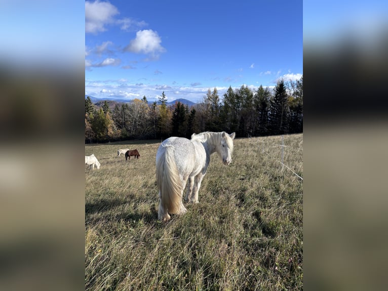 Cob Irlandese / Tinker / Gypsy Vanner Giumenta 14 Anni 150 cm Bianco in Gratwein-Stra&#xDF;engel