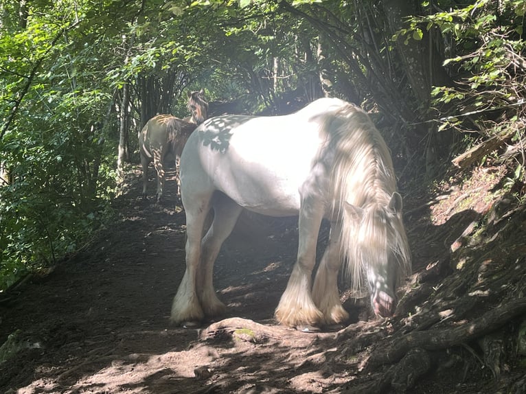 Cob Irlandese / Tinker / Gypsy Vanner Giumenta 14 Anni 150 cm Bianco in Gratwein-Stra&#xDF;engel