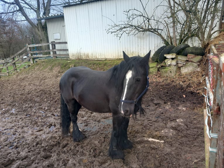 Cob Irlandese / Tinker / Gypsy Vanner Mix Giumenta 14 Anni 164 cm Morello in Bielefeld