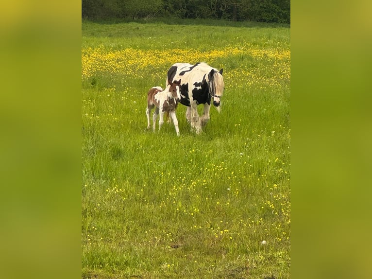 Cob Irlandese / Tinker / Gypsy Vanner Giumenta 14 Anni Pezzato in Kaltohmfeld