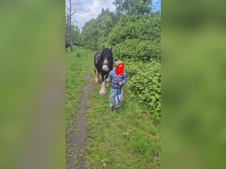 Cob Irlandese / Tinker / Gypsy Vanner Giumenta 15 Anni 130 cm  in Hamburg Wilhelmsburg