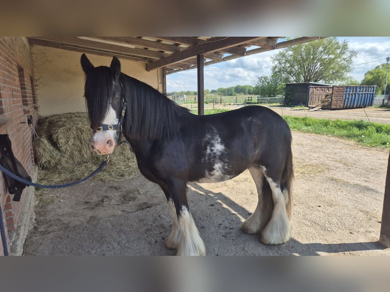 Cob Irlandese / Tinker / Gypsy Vanner Giumenta 15 Anni 130 cm  in Hamburg Wilhelmsburg