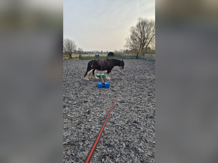 Cob Irlandese / Tinker / Gypsy Vanner Giumenta 15 Anni 130 cm  in Hamburg Wilhelmsburg