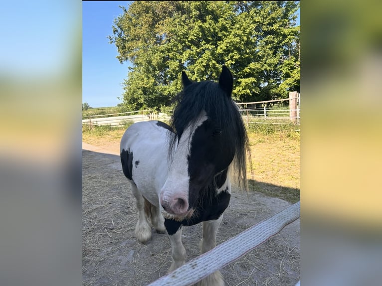 Cob Irlandese / Tinker / Gypsy Vanner Giumenta 15 Anni 135 cm Pezzato in Altenpleen