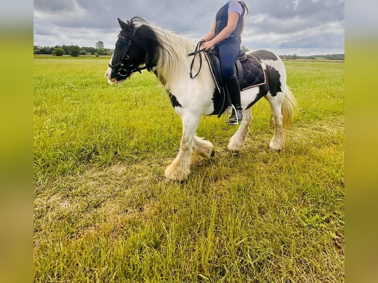Cob Irlandese / Tinker / Gypsy Vanner Giumenta 15 Anni 135 cm Pezzato in Altenpleen