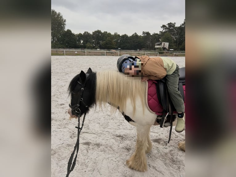 Cob Irlandese / Tinker / Gypsy Vanner Giumenta 15 Anni 135 cm Pezzato in Altenpleen