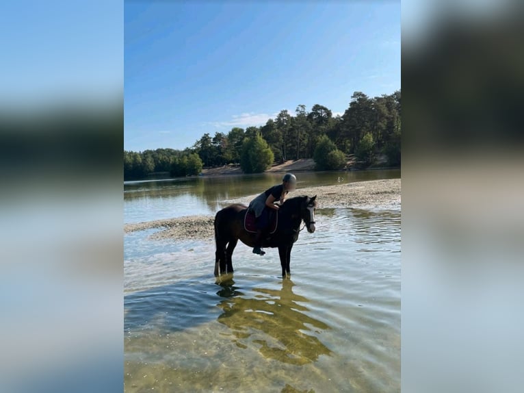 Cob Irlandese / Tinker / Gypsy Vanner Mix Giumenta 15 Anni 137 cm Baio in Horstmar