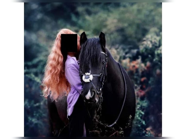 Cob Irlandese / Tinker / Gypsy Vanner Giumenta 15 Anni 140 cm Morello in Lublin
