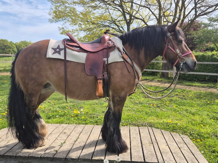 Cob Irlandese / Tinker / Gypsy Vanner Giumenta 15 Anni 142 cm Baio in Linkenbach