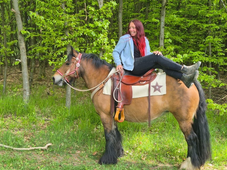 Cob Irlandese / Tinker / Gypsy Vanner Giumenta 15 Anni 142 cm Baio in Linkenbach