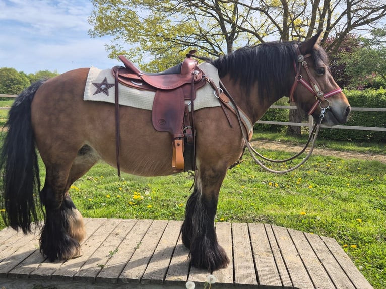 Cob Irlandese / Tinker / Gypsy Vanner Giumenta 15 Anni 142 cm Baio in Linkenbach