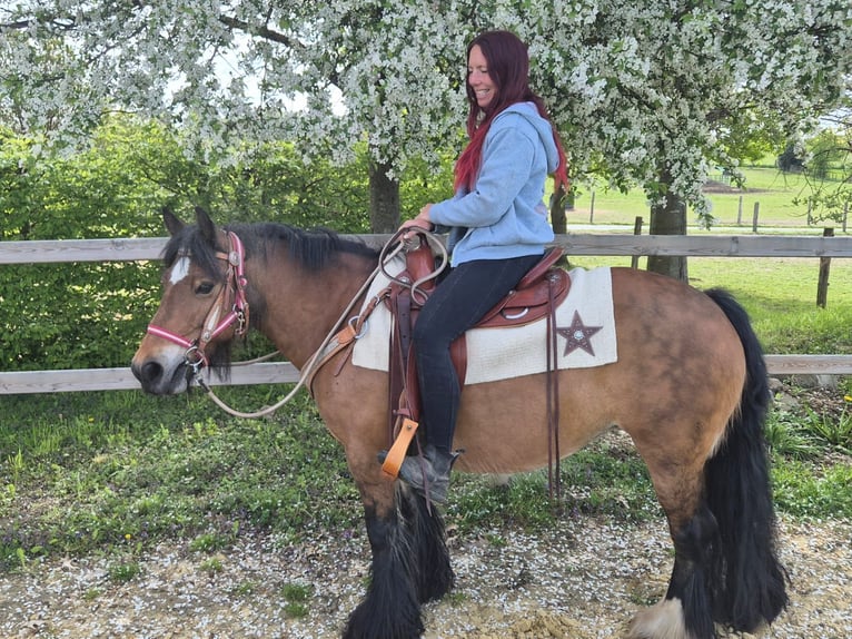 Cob Irlandese / Tinker / Gypsy Vanner Giumenta 15 Anni 142 cm Baio in Linkenbach