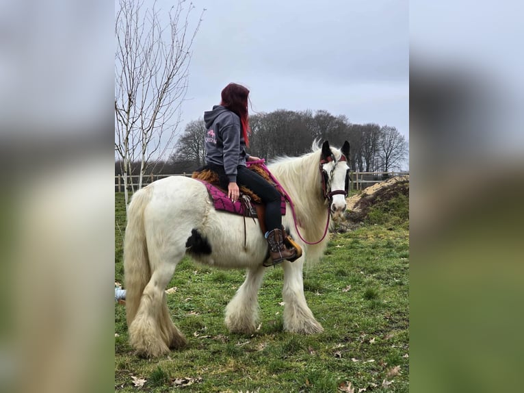 Cob Irlandese / Tinker / Gypsy Vanner Giumenta 15 Anni 146 cm Pezzato in Linkenbach