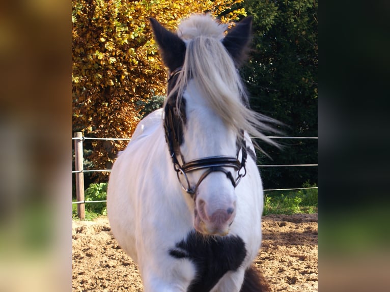 Cob Irlandese / Tinker / Gypsy Vanner Giumenta 15 Anni 147 cm Pezzato in Velpke