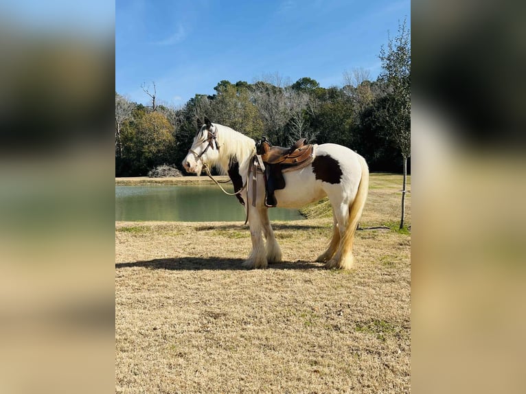 Cob Irlandese / Tinker / Gypsy Vanner Giumenta 15 Anni 150 cm Overo-tutti i colori in Anahuac