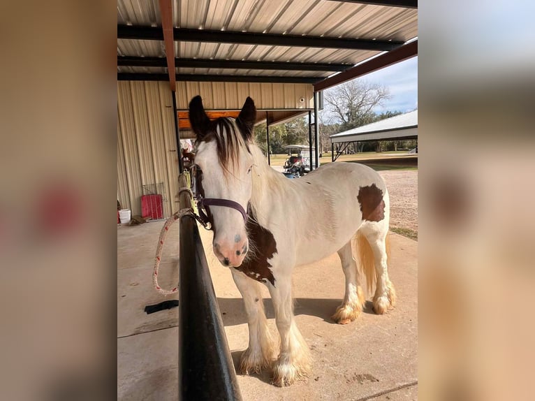 Cob Irlandese / Tinker / Gypsy Vanner Giumenta 15 Anni 150 cm Overo-tutti i colori in Anahuac