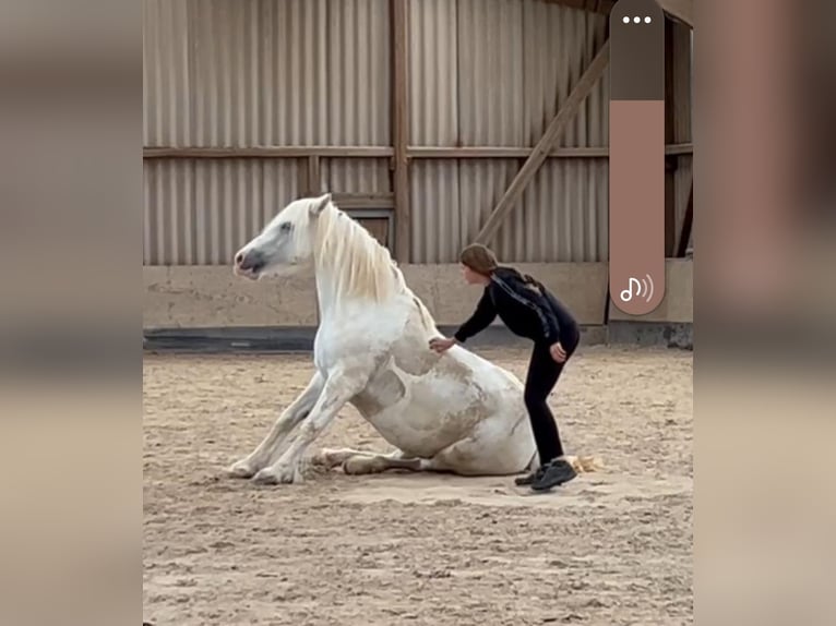 Cob Irlandese / Tinker / Gypsy Vanner Mix Giumenta 15 Anni Bianco in Oberursel