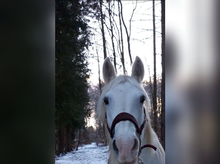 Cob Irlandese / Tinker / Gypsy Vanner Mix Giumenta 15 Anni Bianco in Oberursel