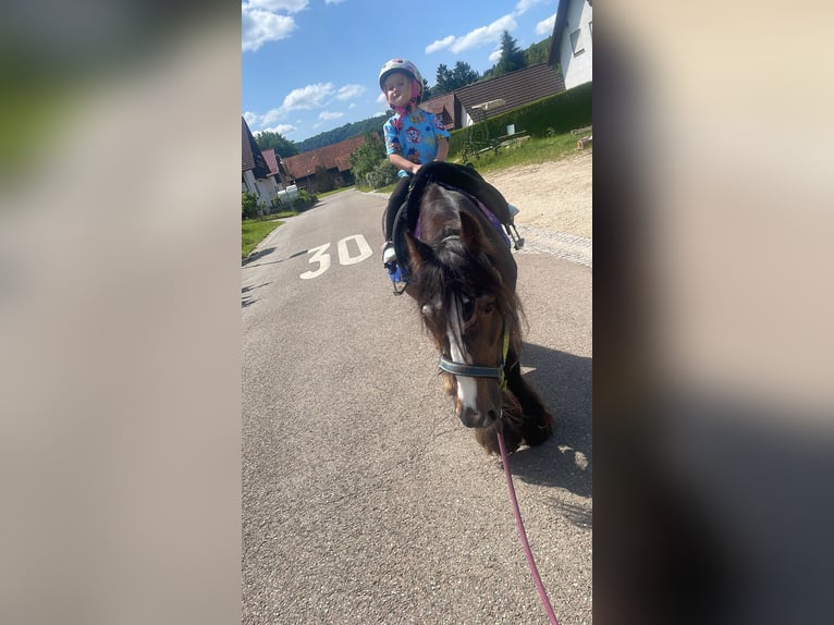 Cob Irlandese / Tinker / Gypsy Vanner Mix Giumenta 16 Anni 130 cm Baio in Ottenbach