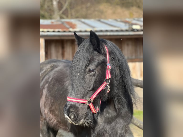 Cob Irlandese / Tinker / Gypsy Vanner Giumenta 16 Anni 138 cm Morello in Jettingen-Scheppach