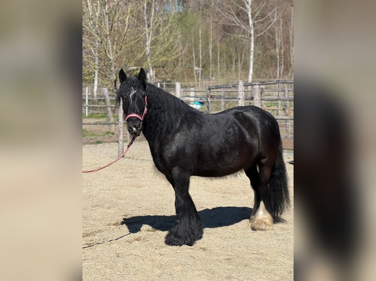 Cob Irlandese / Tinker / Gypsy Vanner Giumenta 16 Anni 138 cm Morello in Jettingen-Scheppach