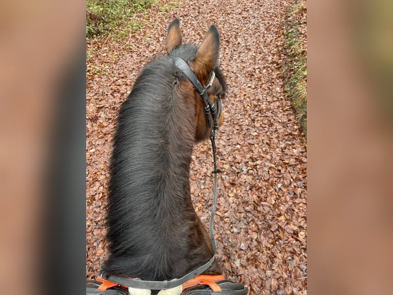 Cob Irlandese / Tinker / Gypsy Vanner Giumenta 16 Anni 140 cm Baio in Helmstadt-Bargen
