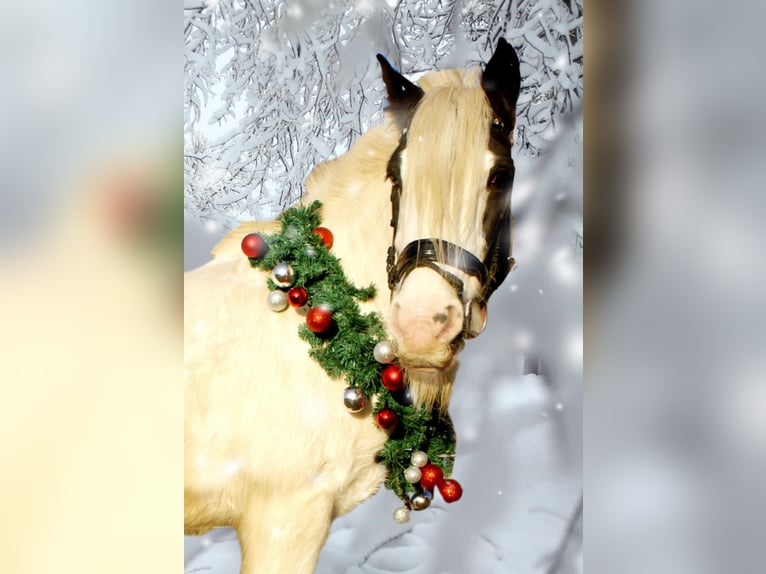Cob Irlandese / Tinker / Gypsy Vanner Giumenta 16 Anni 147 cm Pezzato in Velpke