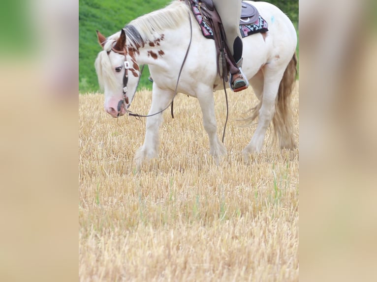 Cob Irlandese / Tinker / Gypsy Vanner Giumenta 16 Anni 150 cm Pezzato in Essen
