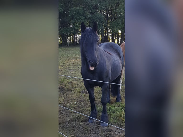 Cob Irlandese / Tinker / Gypsy Vanner Mix Giumenta 16 Anni 155 cm Morello in Hennef