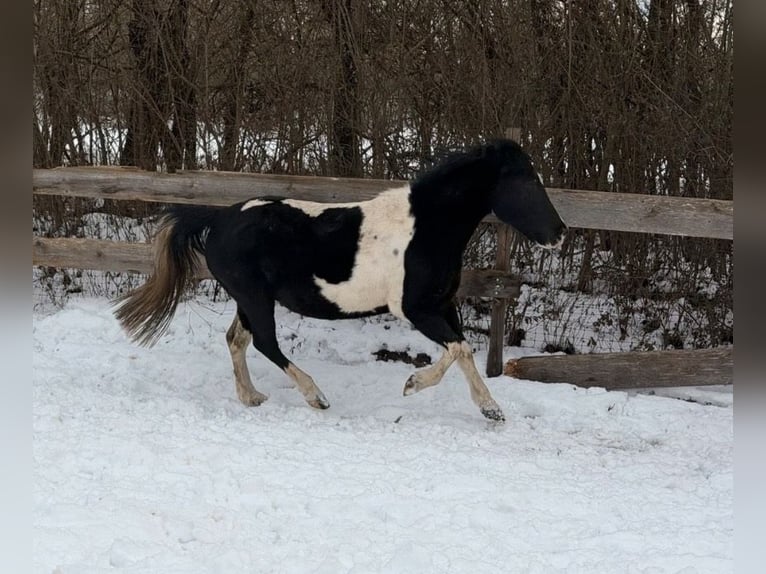 Cob Irlandese / Tinker / Gypsy Vanner Mix Giumenta 17 Anni 135 cm Pezzato in Ulm